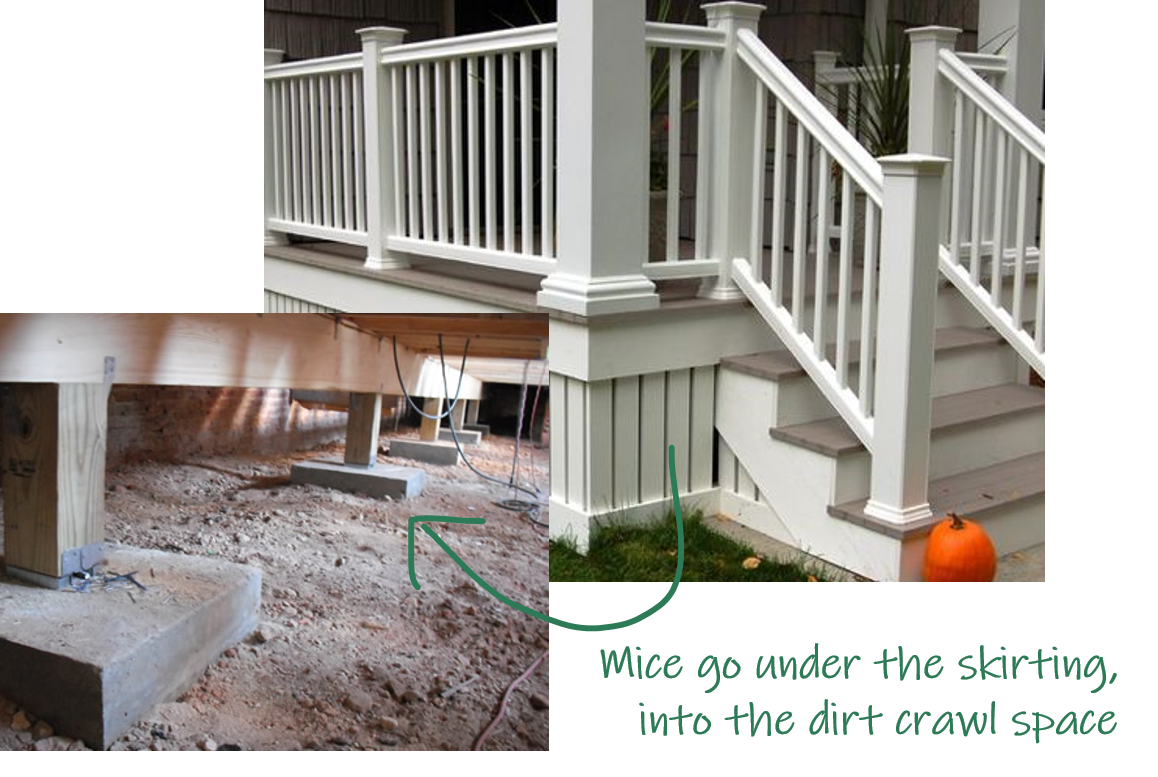 How to Get Rid of Mice Naturally