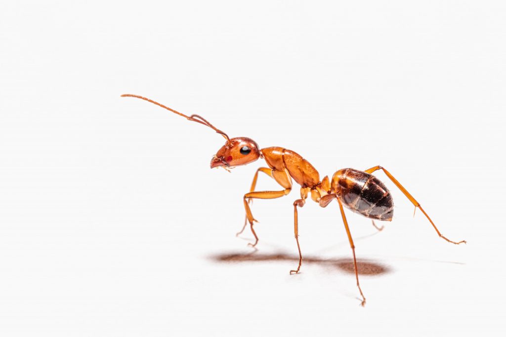 The 3 Things That Attract Ants to a Home!