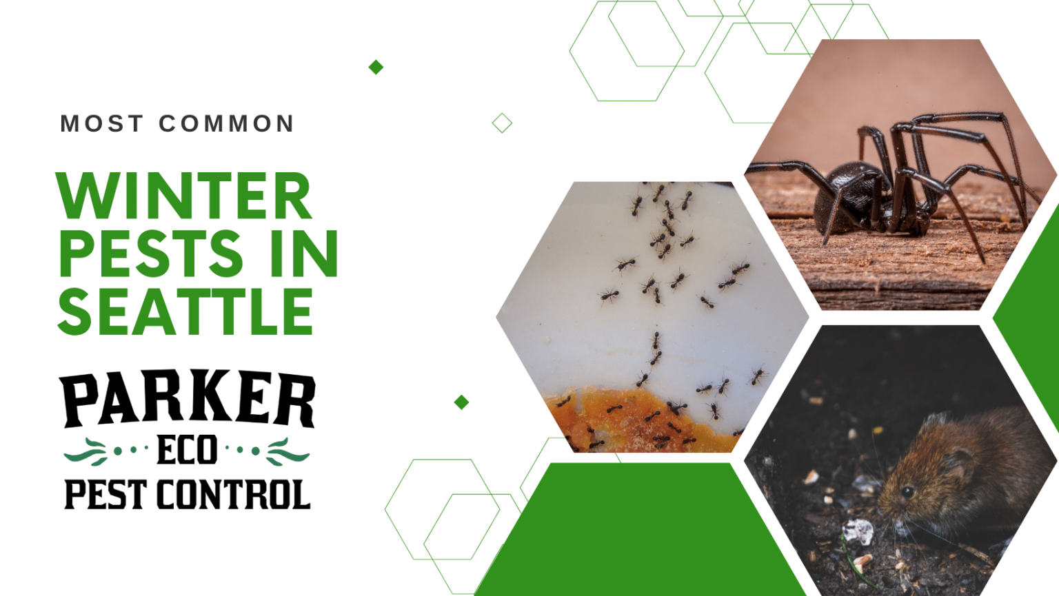 Winter Pests in The Seattle Region | Parker Eco Pest Control