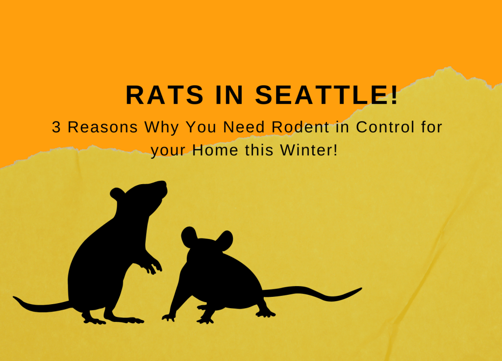 Rats in Seattle! 3 Reasons Why You Need Rodent in Control for your Home