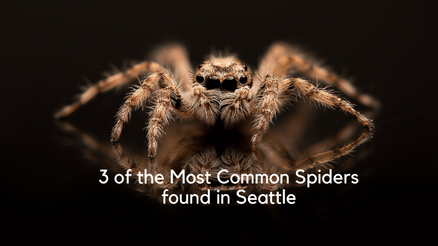 spidersinseattle Parker Eco Pest Control